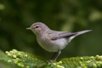 Common Chiffchaff