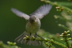 Common Chiffchaff