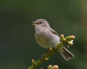 Common Chiffchaff