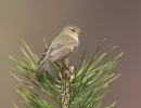 Common Chiffchaff