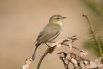 Common Chiffchaff