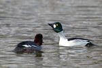 Common Goldeneye