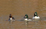 Common Goldeneye