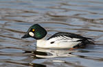 Common Goldeneye