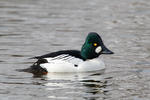 Common Goldeneye