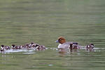 Common Goldeneye