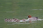 Common Goldeneye