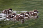 Common Goldeneye