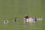 Common Goldeneye