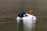 Common Goldeneye