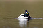 Common Goldeneye