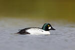 Common Goldeneye