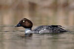 Common Goldeneye