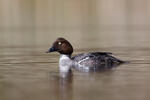 Common Goldeneye