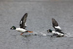 Common Goldeneye