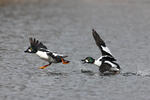 Common Goldeneye