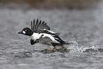 Common Goldeneye