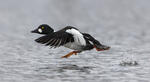 Common Goldeneye