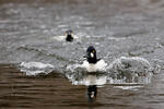 Common Goldeneye