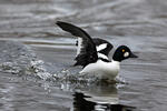 Common Goldeneye