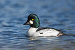 Common Goldeneye