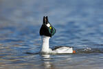 Common Goldeneye