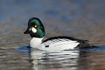 Common Goldeneye