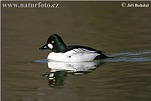 Common Goldeneye