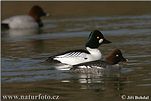 Common Goldeneye