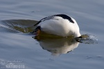 Common Goldeneye