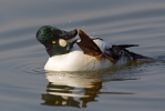 Common Goldeneye