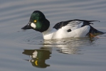 Common Goldeneye