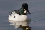 Common Goldeneye