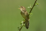 Common Grasshopper-Warbler