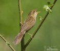 Common Grasshopper-Warbler