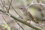 Common Grasshopper-Warbler