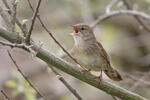 Common Grasshopper-Warbler