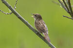 Common Grasshopper-Warbler