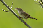 Common Grasshopper-Warbler