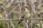 Common Grasshopper-Warbler