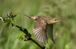 Common Grasshopper-Warbler