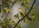 Common Grasshopper-Warbler