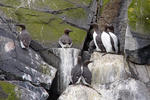 Common Guillemot