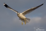 Common Gull