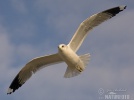 Common Gull