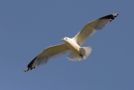 Common Gull