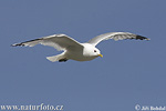 Common Gull