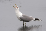 Common Gull