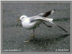 Common Gull