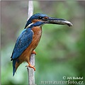 Common Kingfisher